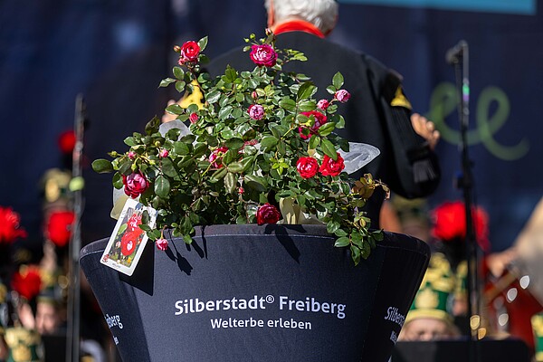 Die neue Silberstadt-Rose (Foto: Silberstadt Freiberg, Marcel Schlenkrich)